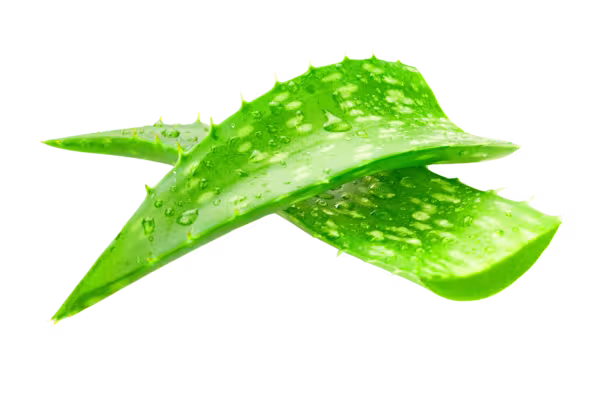 Nhân sâm & Lô hội hữu cơ